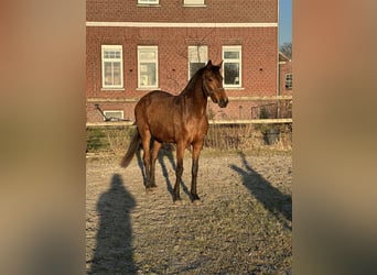 Hanoverian, Mare, 4 years, 15,2 hh, Brown