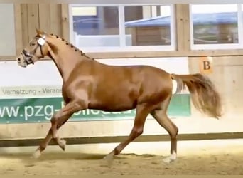 Hanoverian, Mare, 4 years, 15,2 hh, Chestnut-Red