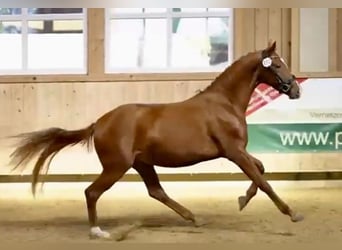 Hanoverian, Mare, 4 years, 15,2 hh, Chestnut-Red