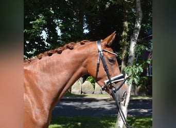 Hanoverian, Mare, 4 years, 15,2 hh, Chestnut-Red