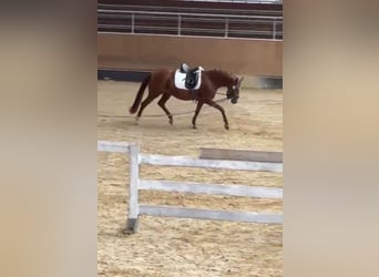 Hanoverian, Mare, 4 years, 15,2 hh, Chestnut-Red