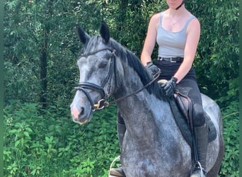 Hanoverian, Mare, 4 years, 15,2 hh, Grey