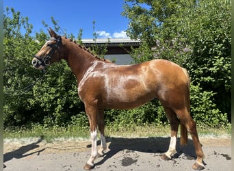 Hanoverian, Mare, 4 years, 15,2 hh, Palomino