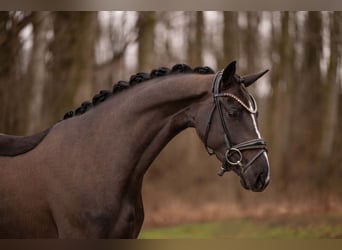 Hanoverian, Mare, 4 years, 15,2 hh, Smoky-Black