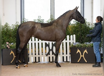 Hanoverian, Mare, 4 years, 15,3 hh, Black