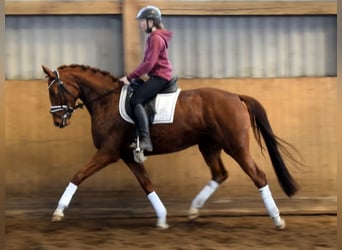 Hanoverian, Mare, 4 years, 15,3 hh, Chestnut-Red