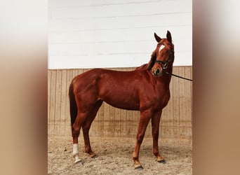 Hanoverian, Mare, 4 years, 15,3 hh, Chestnut-Red