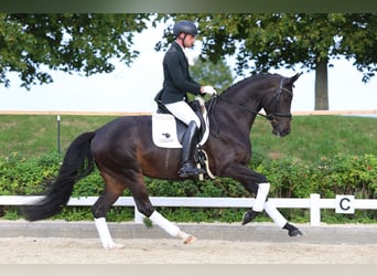 Hanoverian, Mare, 4 years, 16.1 hh, Bay-Dark