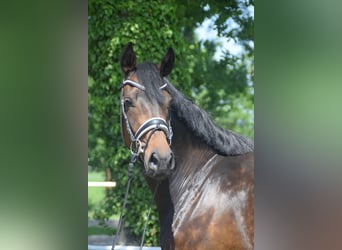 Hanoverian, Mare, 4 years, 16.1 hh, Bay-Dark