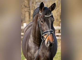 Hanoverian, Mare, 4 years, 16,1 hh, Bay-Dark