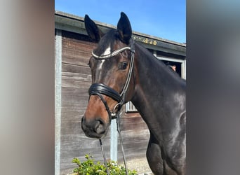 Hanoverian, Mare, 4 years, 16.1 hh, Bay-Dark