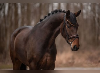 Hanoverian, Mare, 4 years, 16,1 hh, Bay-Dark