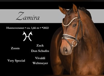 Hanoverian, Mare, 4 years, 16.1 hh, Bay-Dark
