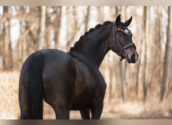 Hanoverian, Mare, 4 years, 16,1 hh, Bay-Dark