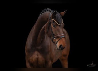 Hanoverian, Mare, 4 years, 16,1 hh, Bay-Dark