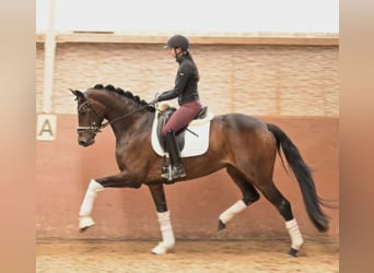 Hanoverian, Mare, 4 years, 16.1 hh, Bay-Dark