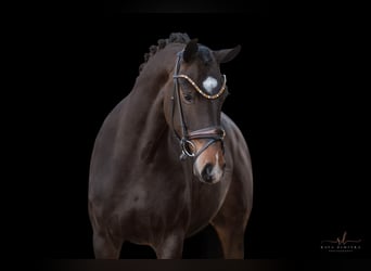 Hanoverian, Mare, 4 years, 16,1 hh, Bay-Dark