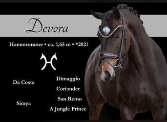 Hanoverian, Mare, 4 years, 16,1 hh, Bay-Dark