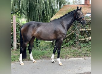 Hanoverian, Mare, 4 years, 16,1 hh, Bay-Dark