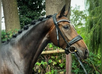 Hanoverian, Mare, 4 years, 16,1 hh, Bay-Dark