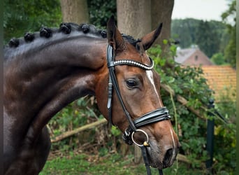 Hanoverian, Mare, 4 years, 16,1 hh, Bay-Dark