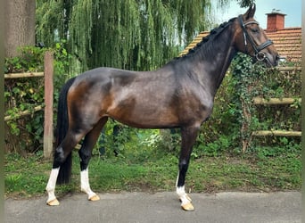 Hanoverian, Mare, 4 years, 16,1 hh, Bay-Dark