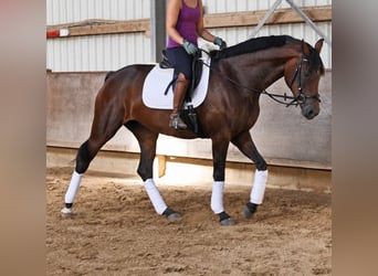 Hanoverian, Mare, 4 years, 16.1 hh, Bay-Dark
