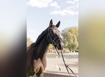 Hannoveraner, Stute, 4 Jahre, 16,1 hh, Dunkelbrauner