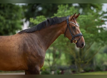 Hanoverian, Mare, 4 years, 16.1 hh, Bay-Dark