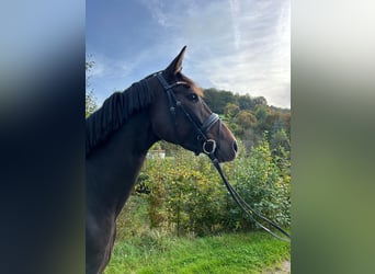 Hannoveraner, Stute, 4 Jahre, 16,1 hh, Dunkelbrauner