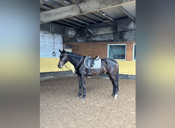 Hanoverian, Mare, 4 years, 16.1 hh, Bay-Dark