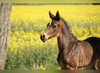 Hanoverian, Mare, 4 years, 16,1 hh, Bay-Dark