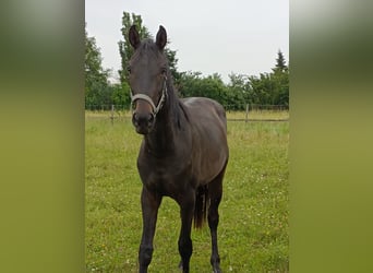 Hanoverian, Mare, 4 years, 16.1 hh, Bay-Dark