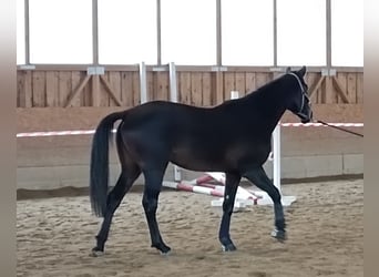 Hanoverian, Mare, 4 years, 16.1 hh, Bay-Dark