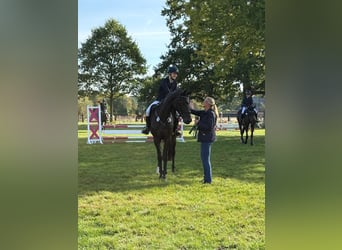 Hanoverian, Mare, 4 years, 16.1 hh, Bay-Dark