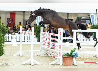 Hanoverian, Mare, 4 years, 16,1 hh, Bay-Dark