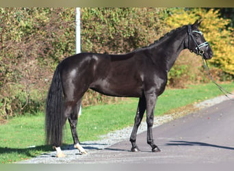 Hanoverian, Mare, 4 years, 16,1 hh, Black