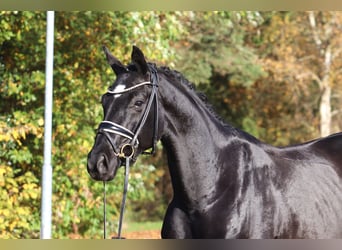 Hanoverian, Mare, 4 years, 16,1 hh, Black