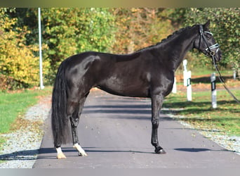 Hanoverian, Mare, 4 years, 16,1 hh, Black