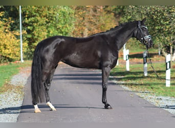 Hanoverian, Mare, 4 years, 16,1 hh, Black