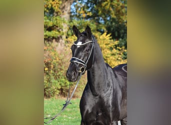 Hanoverian, Mare, 4 years, 16,1 hh, Black