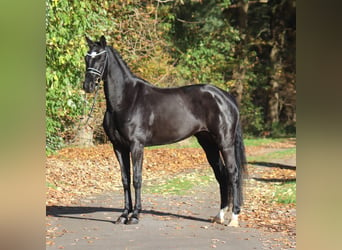 Hanoverian, Mare, 4 years, 16,1 hh, Black