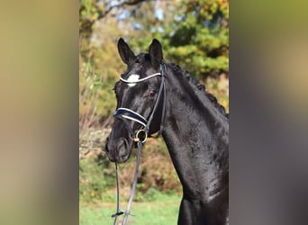 Hanoverian, Mare, 4 years, 16,1 hh, Black