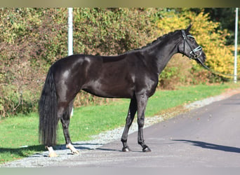 Hanoverian, Mare, 4 years, 16,1 hh, Black