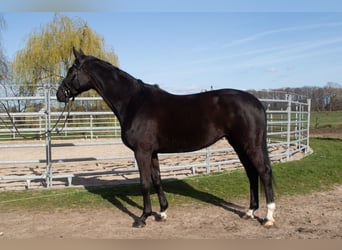 Hanoverian, Mare, 4 years, 16.1 hh, Black
