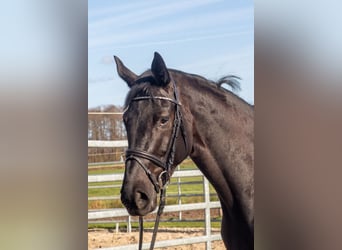 Hanoverian, Mare, 4 years, 16.1 hh, Black