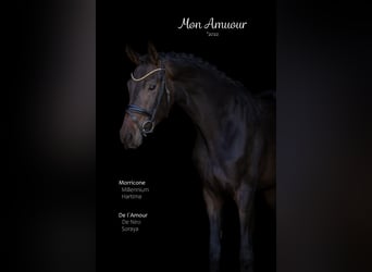 Hanoverian, Mare, 4 years, 16.1 hh, Black