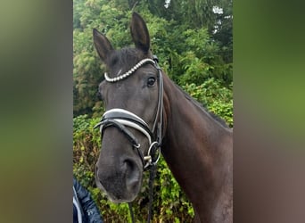 Hanoverian, Mare, 4 years, 16.1 hh, Black