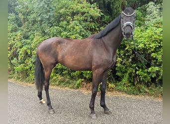 Hanoverian, Mare, 4 years, 16.1 hh, Black
