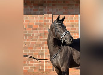 Hanoverian, Mare, 4 years, 16,1 hh, Black